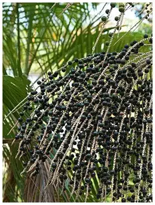 Acai Bio - Fruits Bienfaits de l'Açaï pour la santé un trésor de la nature cultivée au cœur de l’Amazonie