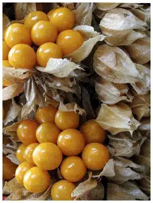 Aguaymanto Bio séchées récolte Super-fruits Aguaymanto Bio séchées trésor des Andes