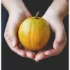 Lucuma Bio en Poudre