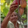 Cacao Criollo Bio Poudre, cultivée de manière éthique et durable en Amazonie péruvienne