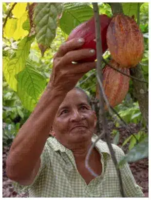 CACAO Criollo Cru Poudre recolte Cacao Criollo Bio Poudre, cultivée de manière éthique et durable en Amazonie péruvienne