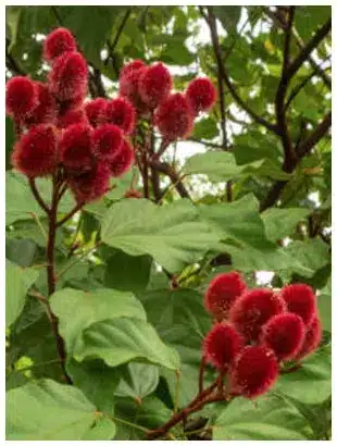 Urucum plantation Super-aliment Urucum bio trésor de la nature pour éclat de la peau et vitalité