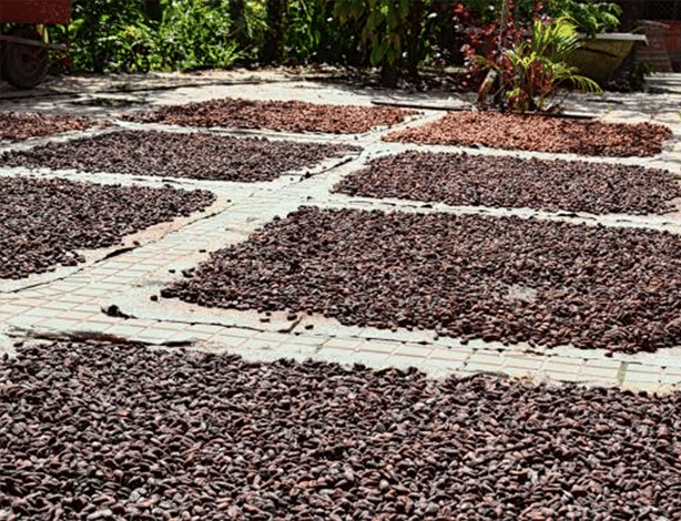 Récoltées avec soin nos féves de cacao bio cultivée de manière durable en amazonie